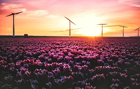 Free download Countryside Spring Flowers Sunset Flowers Tulip Yellow Pink Field Green Landscape Sun Orange Computer Wallpaper 4K Wallpaper, Wallpaper & 7wallpaper