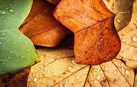 Free download Nature leaves close-up macro autumn water drops tide plants computer wallpaper 4K wallpaper, Wallpaper & 7wallpaper