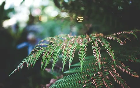 Free download leaves depth of field bokeh autumn close-up nature computer wallpaper 4K wallpaper, Wallpaper & 7wallpaper
