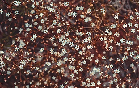 Free download Nature Flowers Plants Closeup Bokeh Plum Blossom Computer Wallpaper 4K Wallpaper, Wallpaper & 7wallpaper