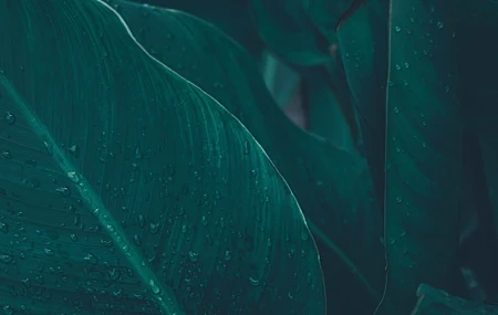 Free download Leaves Water Drops Water Rain Green Plants Fresh Healing Eye Protection Computer Wallpaper 4K Wallpaper, Wallpaper(s) website provided.