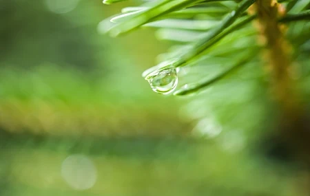 Free download Nature Pine Poker Water Drops Green Macro Plant Photography Depth of Field Background Blur Blur Leaves Computer Wallpaper 4K Wallpaper, Wallpaper(s) website provided.