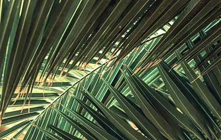 Free download Palm Tree Nature Plant Leaves Green Lines Computer Wallpaper 4K Wallpaper, Wallpaper(s) website provided.