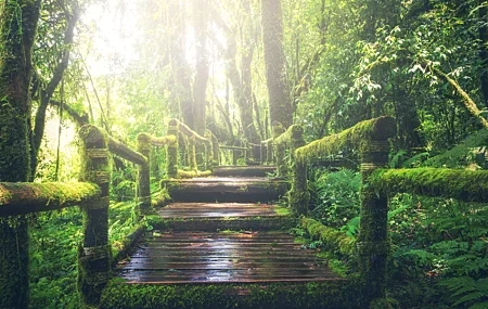 Free download Nature Landscape Trees Moss Forest Wood Sunshine Outdoor Computer Wallpaper 4K Wallpaper, Wallpaper(s) website provided.