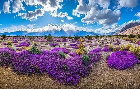 Free download Purple Sky Nature Landscape Cloud Flower Mountain Computer Wallpaper 4K Wallpaper, Wallpaper(s) website provided.