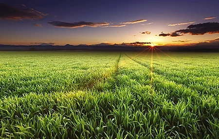 Free download Landscape Nature Sunset Panorama Sunshine Sky Field Plants Clouds Computer Wallpaper 4K Wallpaper, Wallpaper(s) website provided.
