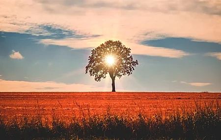 Free download Nature Trees Field Sunlight Sky Clouds Sunset Sunset Glow Computer Wallpaper 4K Wallpaper, Wallpaper(s) website provided.