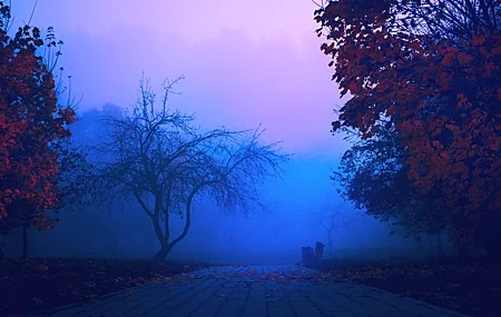 Free download haze mist forest park blue morning nature autumn computer wallpaper 4K wallpaper, Wallpaper(s) website provided.