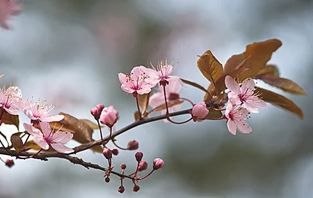 Free download Flower Petals Nature Trees Spring Pale Pink Cherry Blossom Computer Wallpaper 4K Wallpaper, Wallpaper(s) website provided.