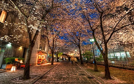 Free download Photography Street Trees Street Light Spring Night Computer Wallpaper 4K Wallpaper, Wallpaper(s) website provided.