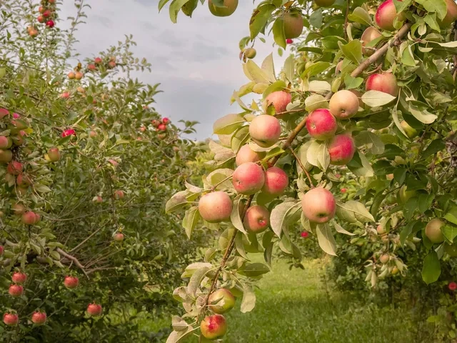 Free download apple harvest season, Wallpaper(s) website provided.