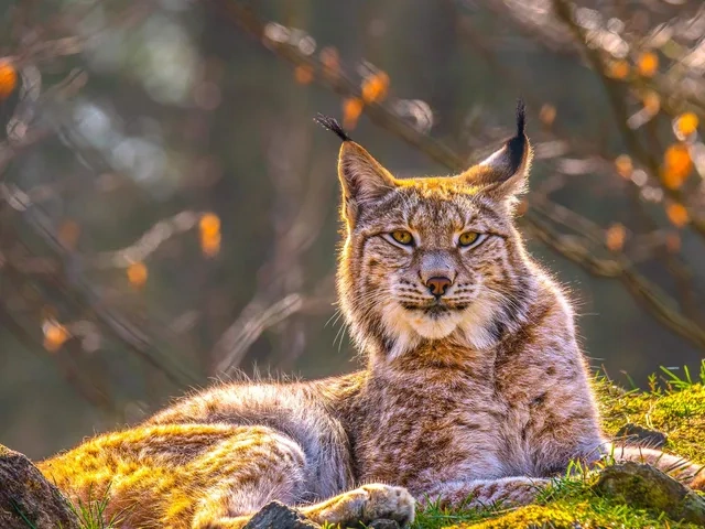 Free download Eurasian lynx, Siberia, Wallpaper(s) website provided.