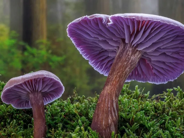 Free download Purple wax mushroom, Sibek, Wallpaper(s) website provided.