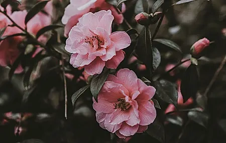 Free download Flower Pink Wild Rose Shrub Plant Rose Outdoor Nature Computer Wallpaper 4K Wallpaper, Wallpaper(s) website provided.