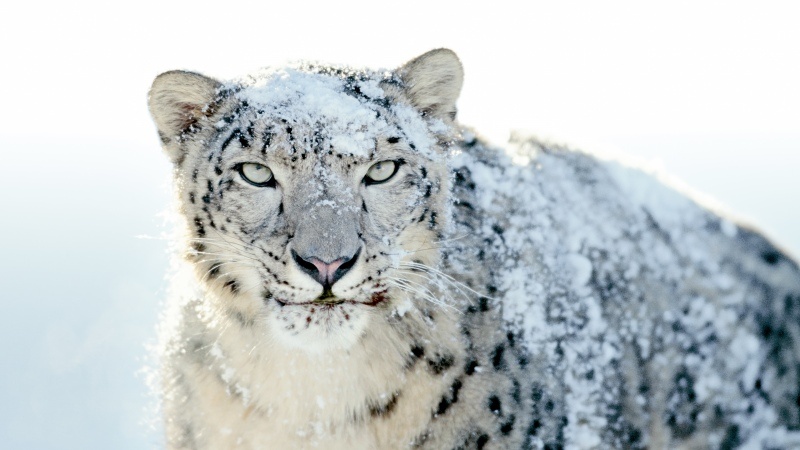 Free download OS X Snow Leopard Stock Mac OS X 5K Snow leopard, Wallpaper(s) website provided.
