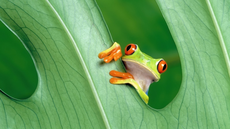 Free download OS X Mountain Lion Frog Green leaf Mac OS X Stock 5K, Wallpaper(s) website provided.