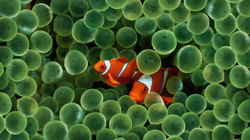 Free download OS X Leopard Clownfish Mac OS X Stock 5K, Wallpaper(s) website provided.