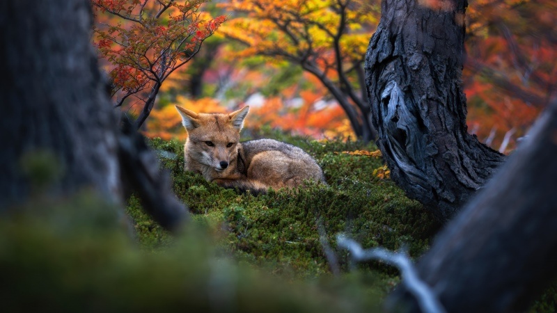 Free download Patagonian fox Wildlife Autumn Forest Argentina Foliage Golden hour Serene Autumn leaves Mystical Woods Tranquility 5K, Wallpaper(s) website provided.