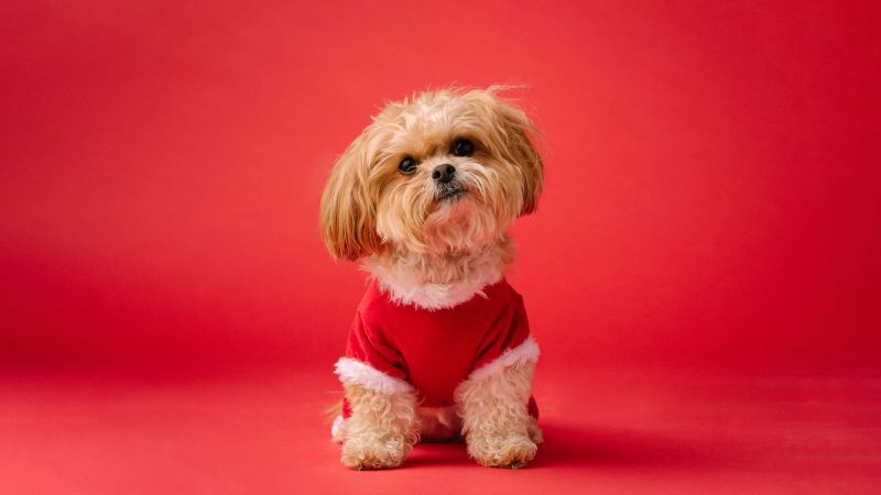 Free download Shih Tzu Cute dog Red aesthetic Red background 5K Breed Dog, Wallpaper(s) website provided.
