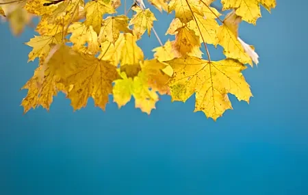 Free download Leaves Yellow Sunny Sky Maple Leaf Autumn Trees Computer Wallpaper 4K Wallpaper, Wallpaper(s) website provided.