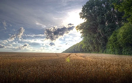 Free download Outdoor Field Plants Sky Sun Summer Computer Wallpaper 4K Wallpaper, Wallpaper(s) website provided.