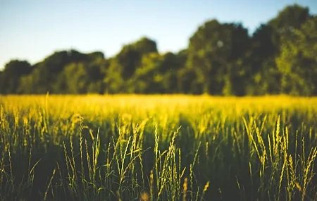 Free download field depth of field agriculture plant outdoor green fresh healing computer wallpaper 4K wallpaper, Wallpaper(s) website provided.