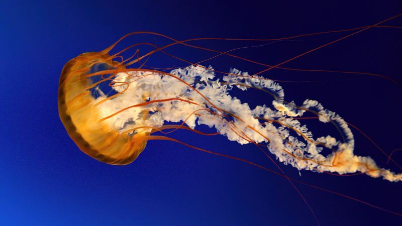 Free download Jellyfish Windows 7 Stock Underwater Aqua, Wallpaper(s) website provided.