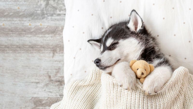 Free download Siberian Husky Teddy bear Breed Dog Adorable Sleeping 5K Blanket Cozy Warm White aesthetic, Wallpaper(s) website provided.