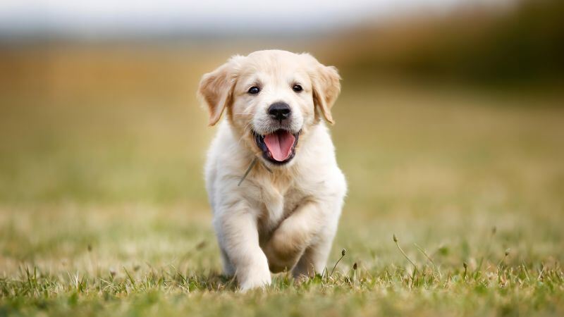 Free download Golden Retriever Puppy Running 5K Field Labrador puppy, Wallpaper(s) website provided.