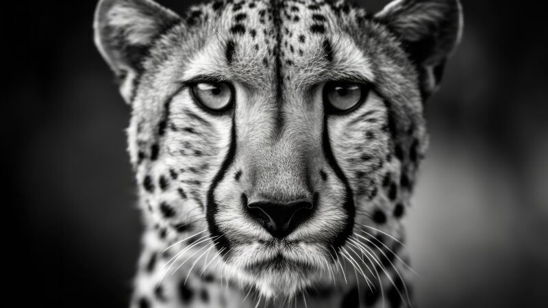 Free download Cheetah Monochrome Ultrawide Black and White, Wallpaper(s) website provided.