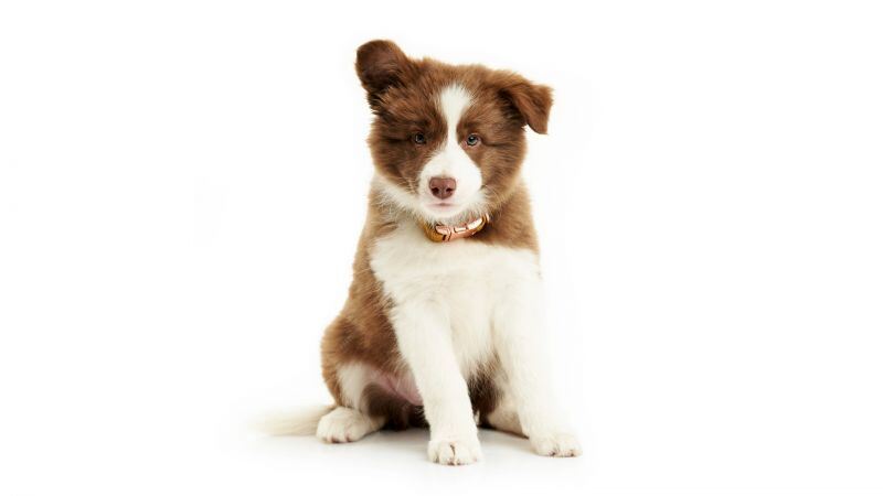 Free download Border Collie Cute puppy White, Wallpaper(s) website provided.