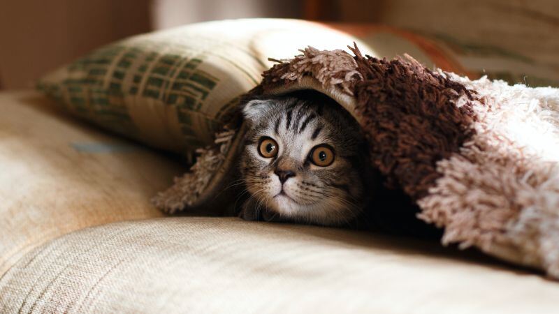 Free download Cute Cat Cozy Warm Adorable Couch 5K, Wallpaper(s) website provided.