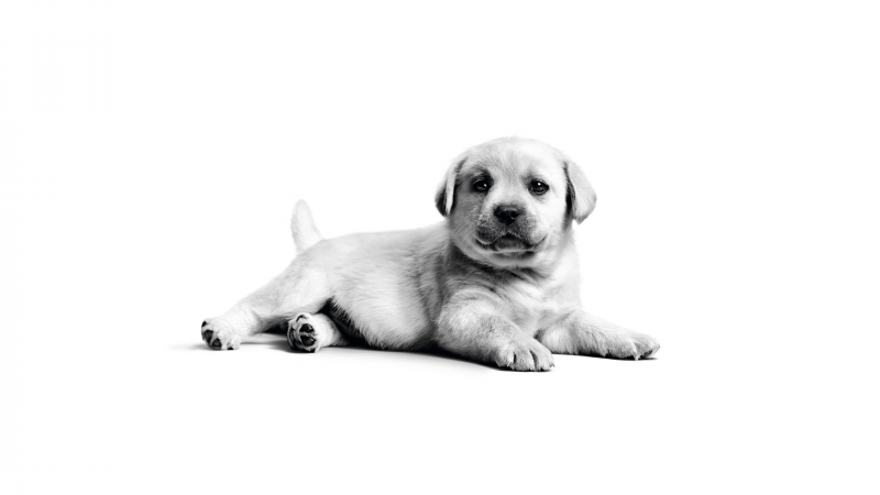 Free download Labrador puppy Fluffy dog Adorable Monochrome Cute puppy White background Black and White, Wallpaper(s) website provided.