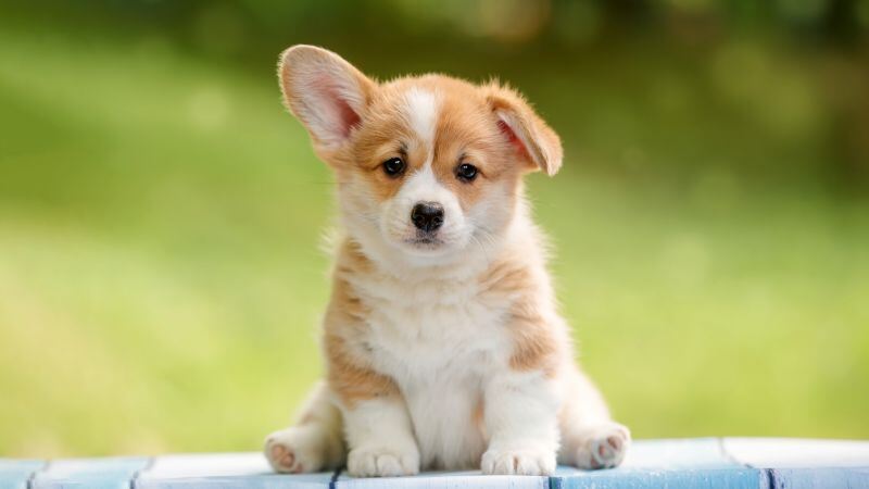 Free download Corgi puppy Happy Pet dog Adorable Fluffy dog 5K, Wallpaper(s) website provided.