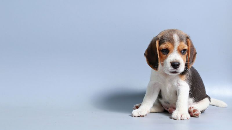 Free download Beagle puppy Breed Dog Sad dog Adorable Blue background 5K, Wallpaper(s) website provided.