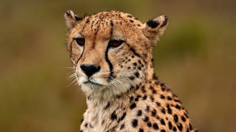Free download Cheetah Closeup Ultrawide Wild animal, Wallpaper(s) website provided.