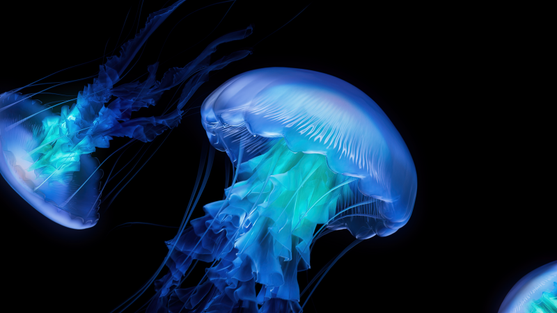 Free download Jellyfish AMOLED Dark aesthetic Ocean CGI Black background Bioluminescence, Wallpaper(s) website provided.