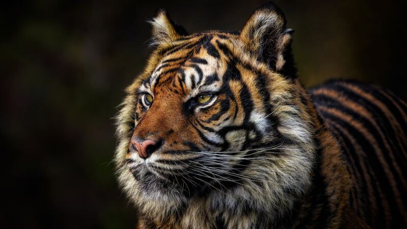 Free download Tiger face Majestic Wild animal Closeup 5K 8K, Wallpaper(s)