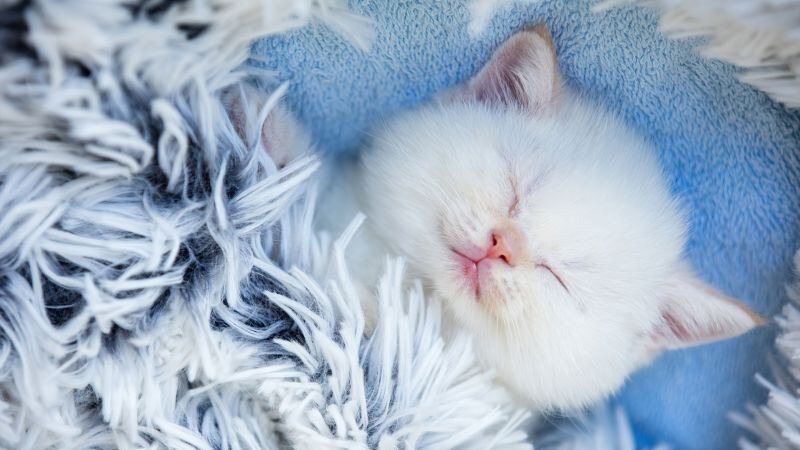 Free download Cute Kitten Sleeping Furry Adorable White cat, Wallpaper(s)