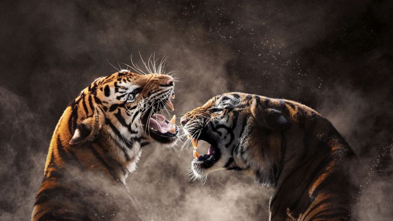 Free download Tigers Roaring Bengal Tiger Sumatran tiger Smoke, Wallpaper(s)