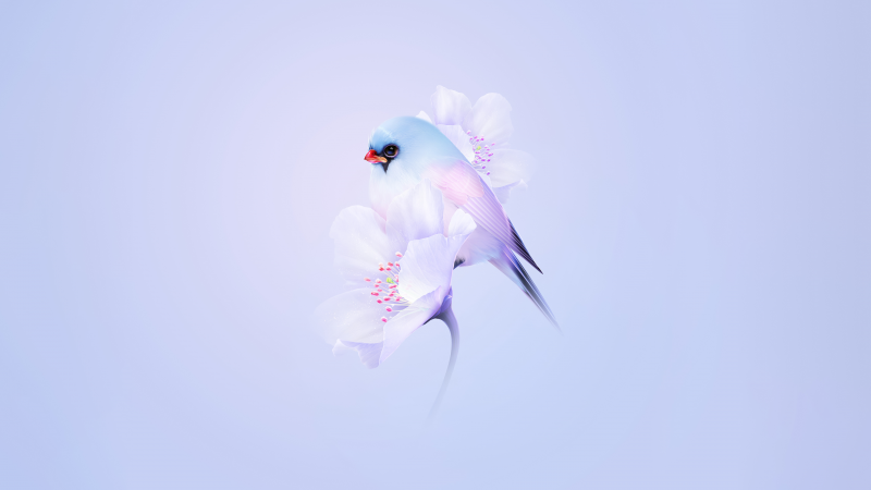 Free download Cute bird Cherry blossom Blue aesthetic Pastel background Gradient background HarmonyOS Stock, Wallpaper(s)