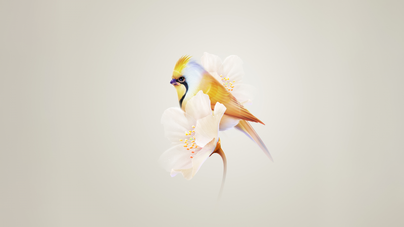 Free download Pretty Hummingbird White flower Yellow aesthetic HarmonyOS Stock, Wallpaper(s)