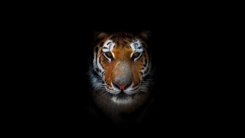 Free download Tiger AMOLED Closeup Predator Black background 5K 8K, Wallpaper(s) website provided.