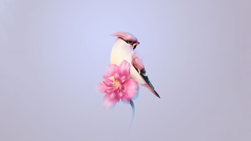 Free download Bohemian waxwing Pink flower Huawei Mate X3 Stock Aesthetic, Wallpaper(s) website provided.