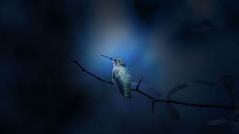 Free download Hummingbird Branch Bokeh Blue, Wallpaper(s) website provided.