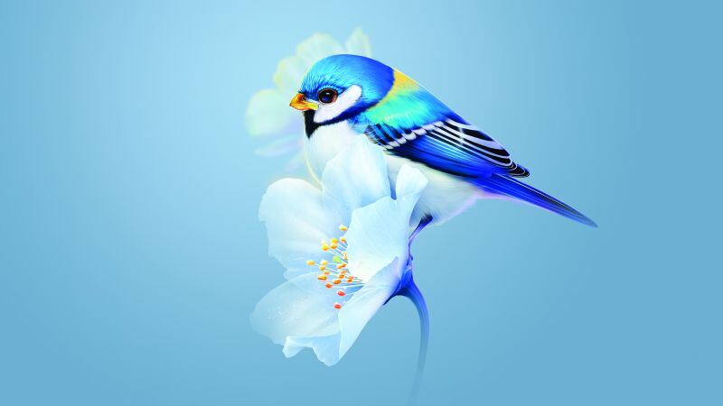 Free download Cute bird Blue flower Blue background Huawei Mate X3 Stock, Wallpaper(s) website provided.
