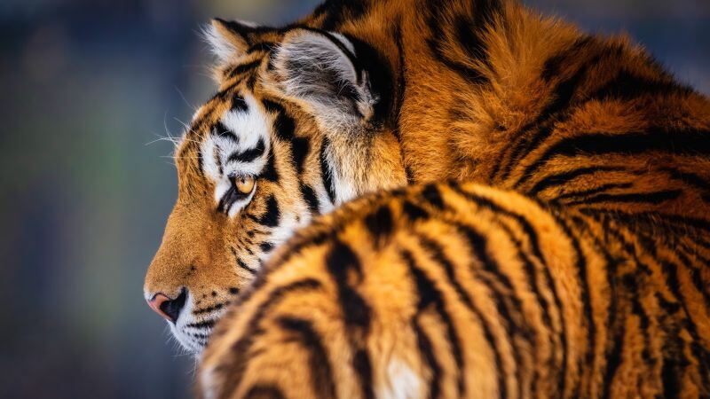 Free download Siberian tiger 5K Amur tiger, Wallpaper(s) website provided.