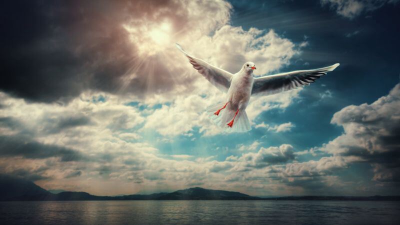 Free download Seagull Sunlight Clouds Flying bird 5K, Wallpaper(s) website provided.