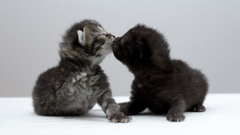 Free download Playing Kittens Adorable 5K, Wallpaper(s) website provided.