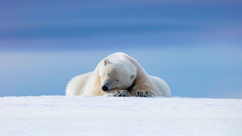 Free download Polar bear Arctic 5K 8K, Wallpaper(s) website provided.